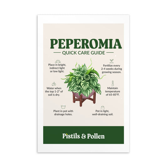 Peperomia - Quick Care Guide Card