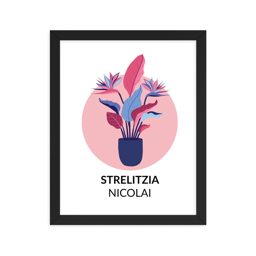 Strelitzia nicolai – Framed Print