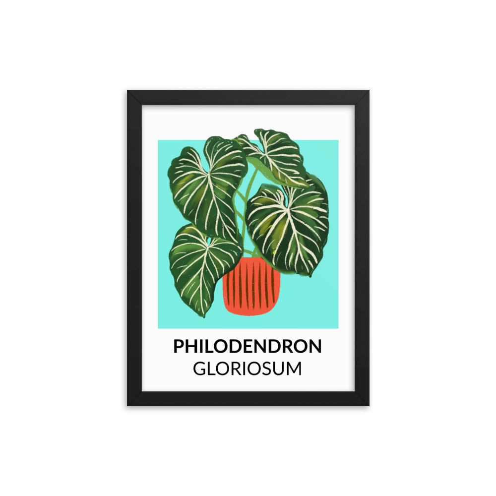 Philodendron gloriosum - Framed Print