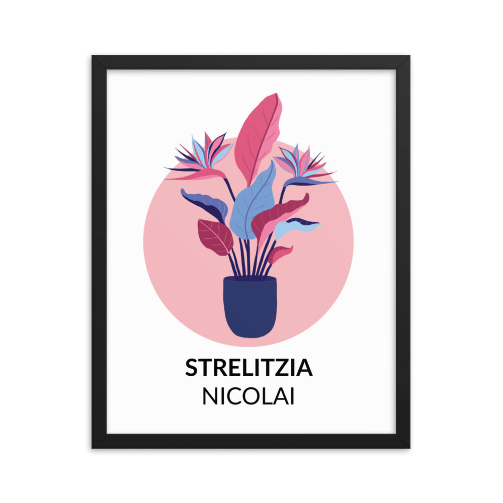 Strelitzia nicolai – Framed Print