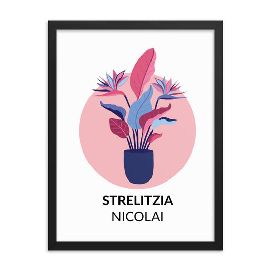 Strelitzia nicolai – Framed Print