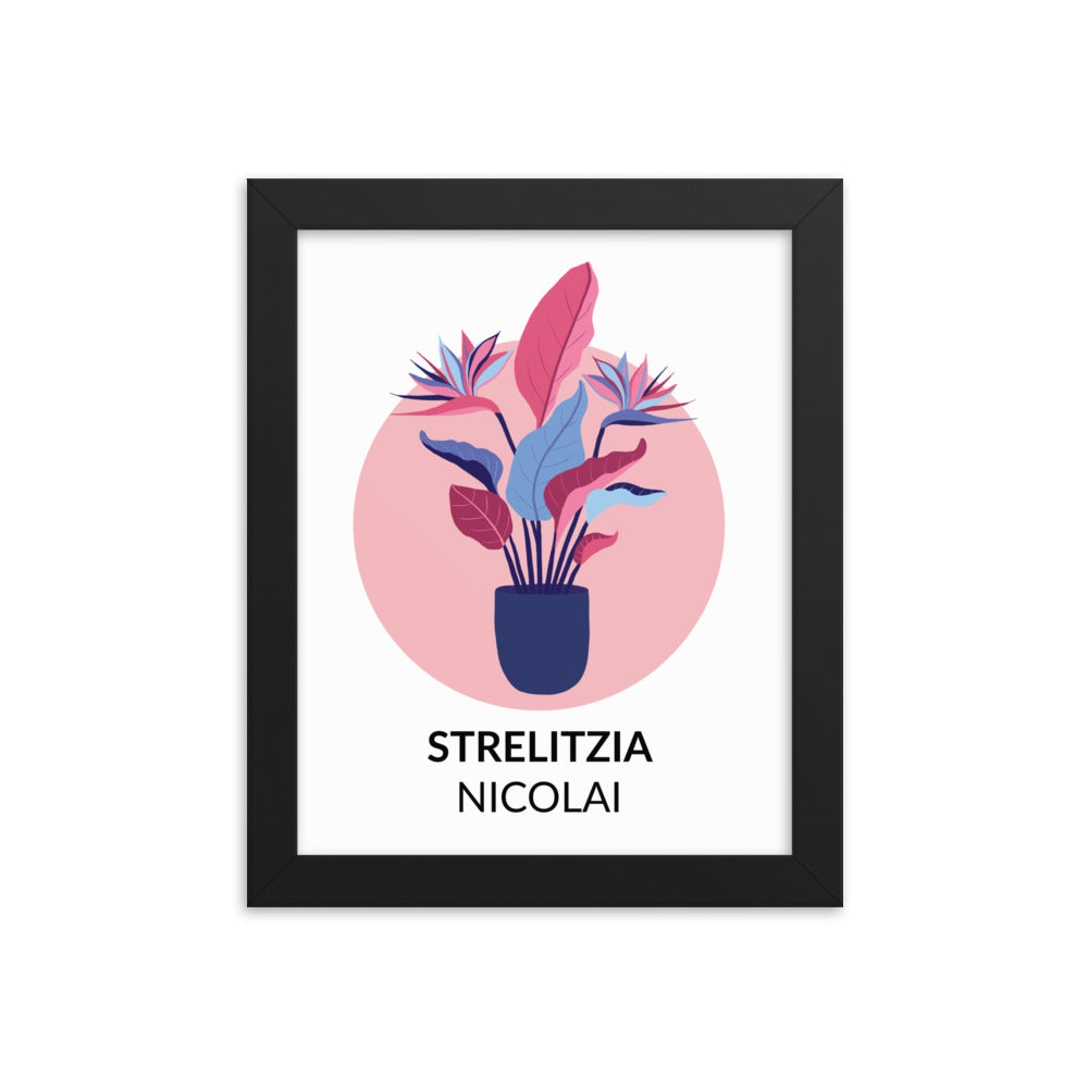 Strelitzia nicolai – Framed Print