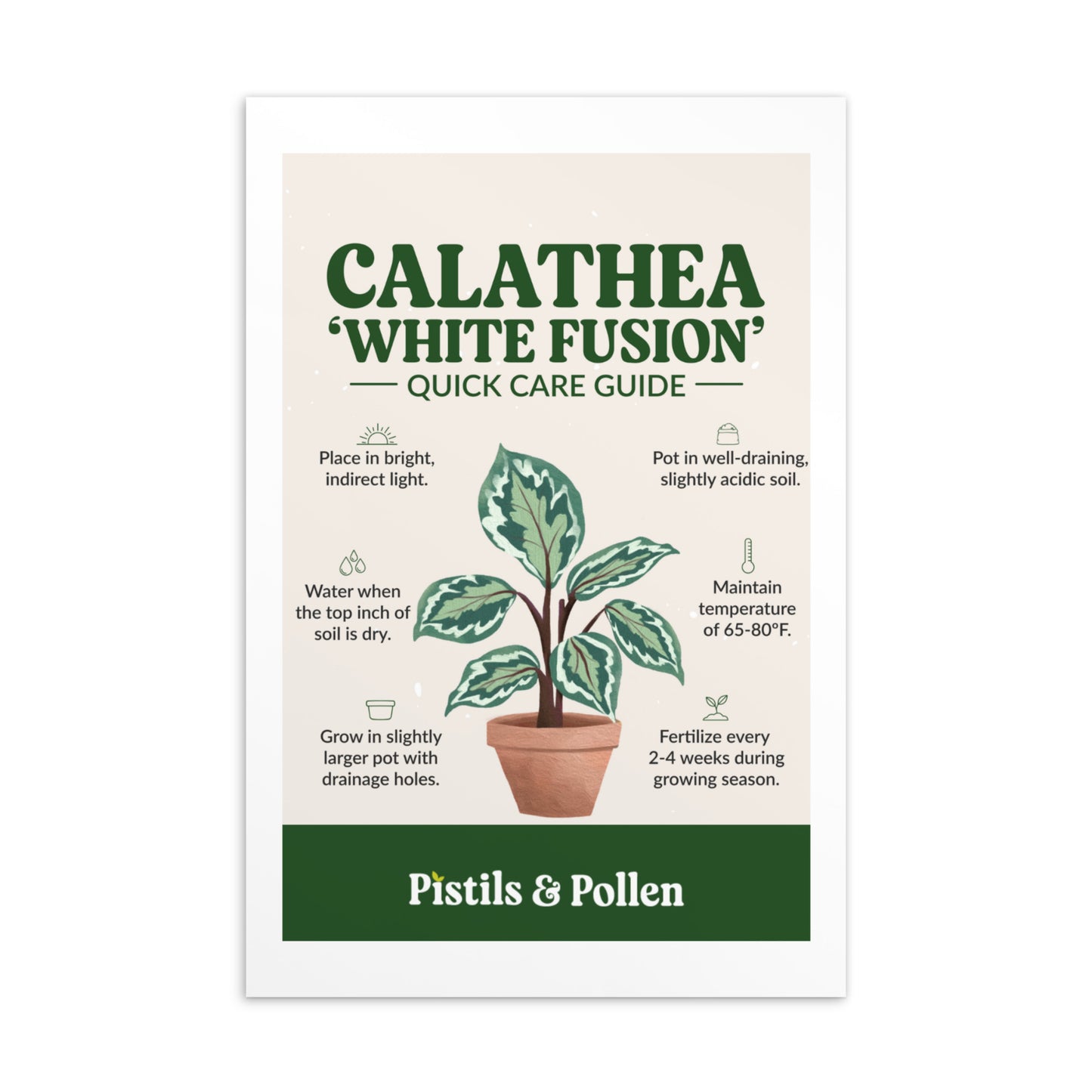 Calathea 'White Fusion' - Quick Care Guide Card