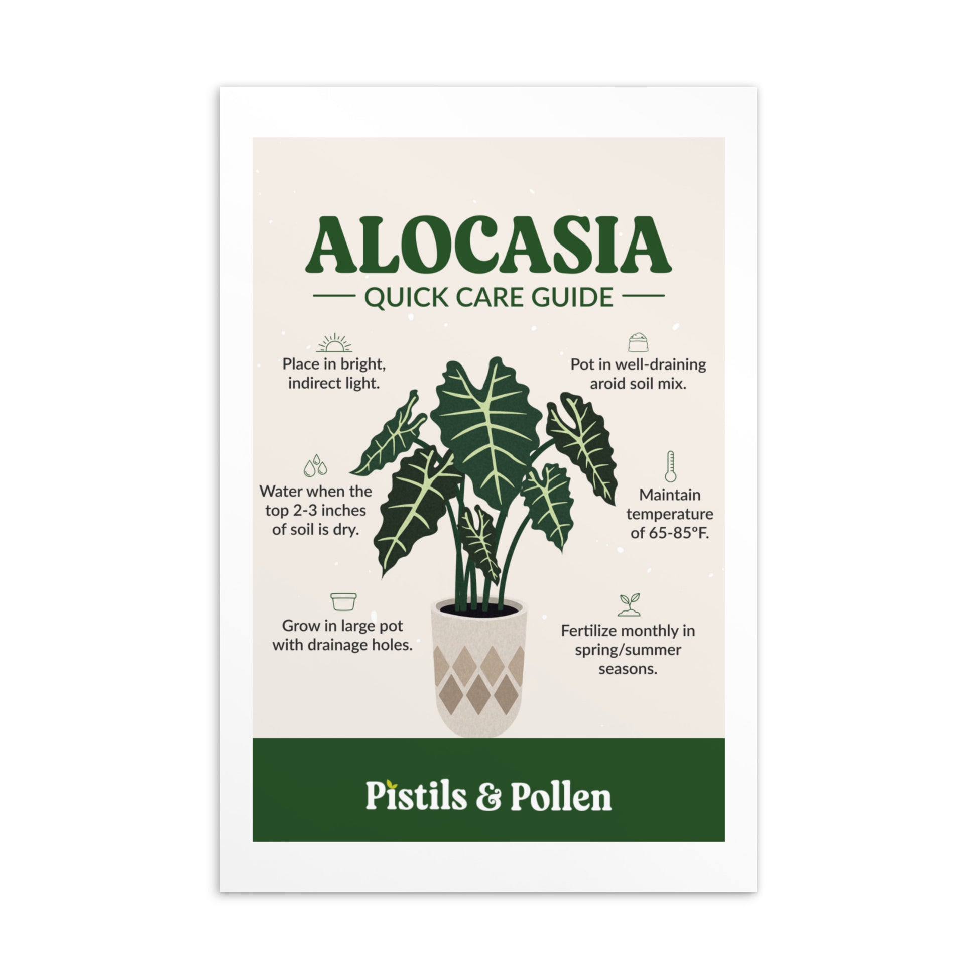 house plant care cards Alocasia