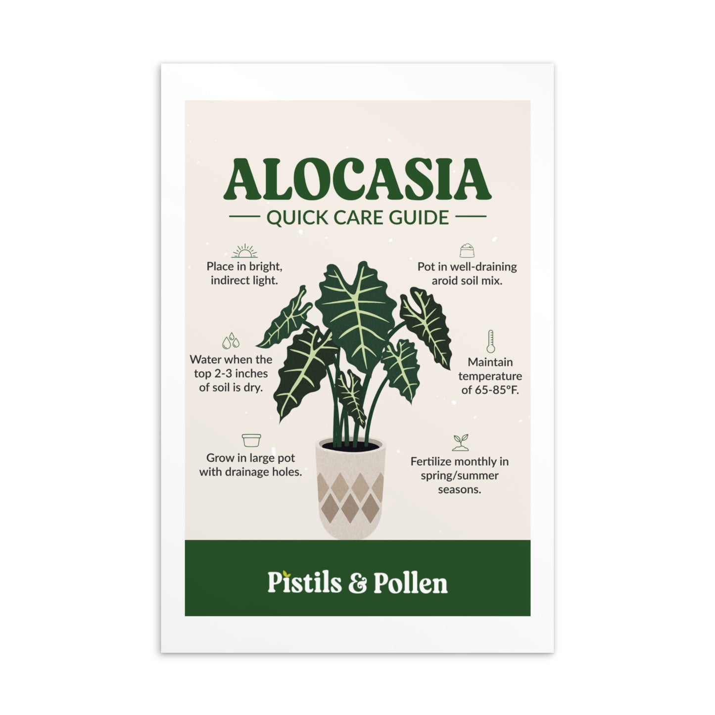 Alocasia - Quick Care Guide Card